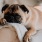 A dog on a couch at our pet friendly apartments for rent in Fairfax, VA, featuring a pug on the arm of a chair.